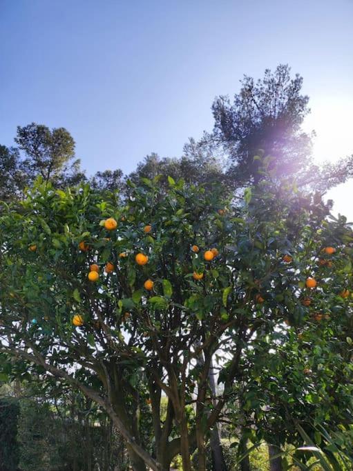 Вилла La Californienne Каркеран Экстерьер фото