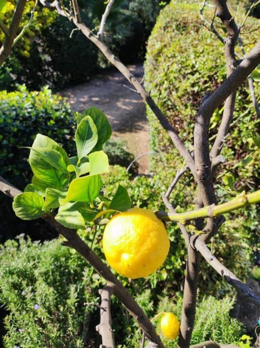 Вилла La Californienne Каркеран Экстерьер фото